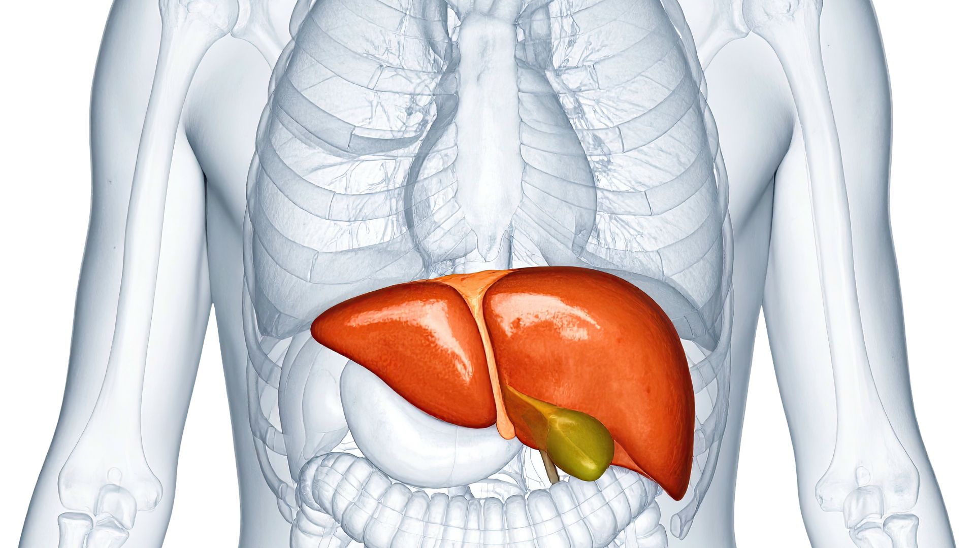 Descubra como tratar gordura no fígado e emagrecer de forma saudável com a Clínica Vitaliza e Dr. Vagner Chiapetti.